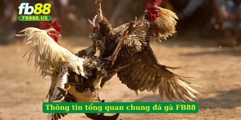 thong-tin-tong-quan-chung-da-ga-fb88